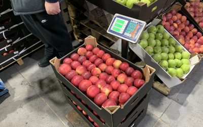 В новогоднем подарке яблок много не бывает