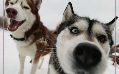 Экскурсия для детей плюс в «Экопарке Чкаловские дачи»